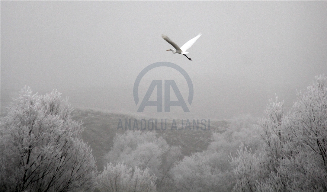 Frost covers plants in Turkey's Sivas