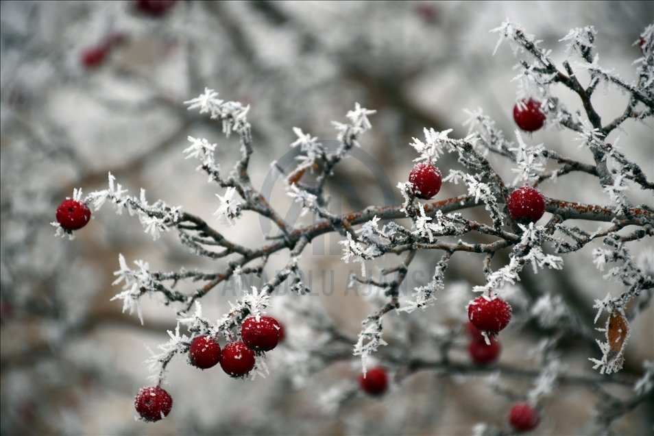 Frost covers plants in Turkey's Sivas