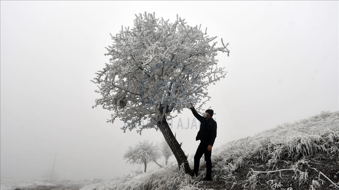 Frost covers plants in Turkey's Sivas