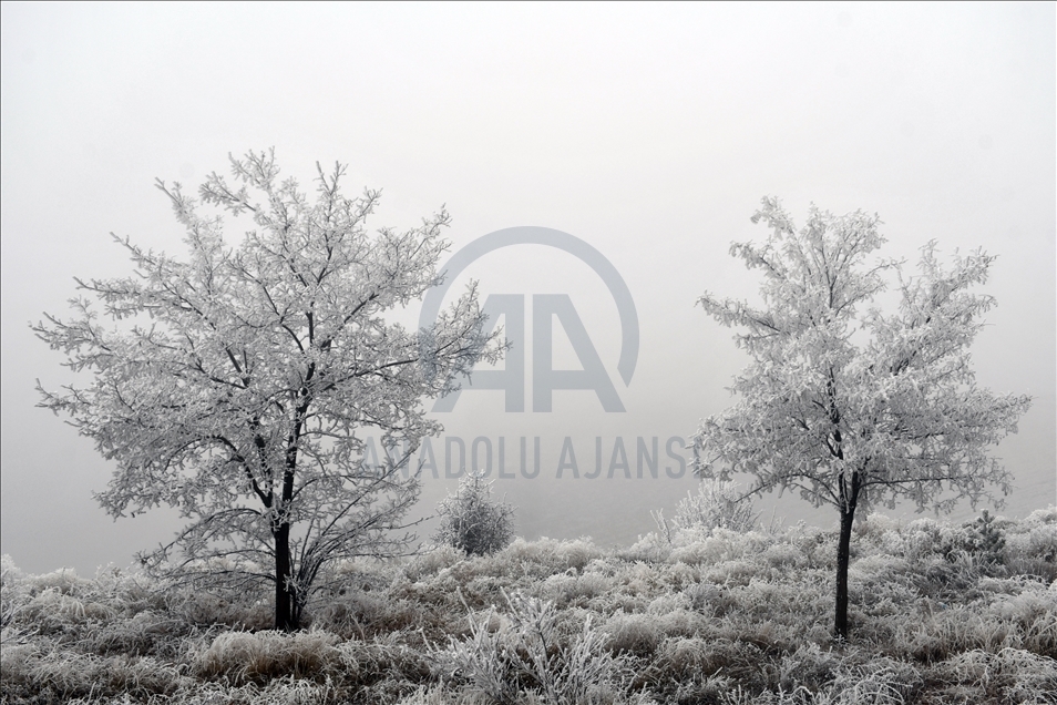 Frost covers plants in Turkey's Sivas