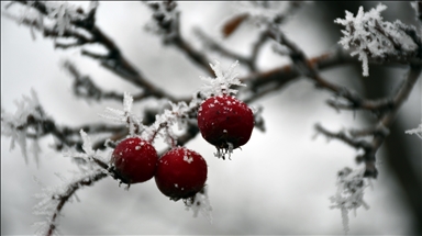 Frost covers plants in Turkey's Sivas