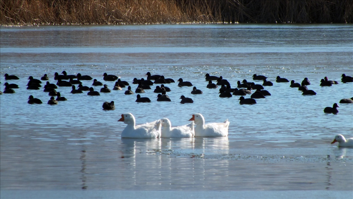 Sivas'ta Ulaş Gölü'nün yüzeyi buz tuttu