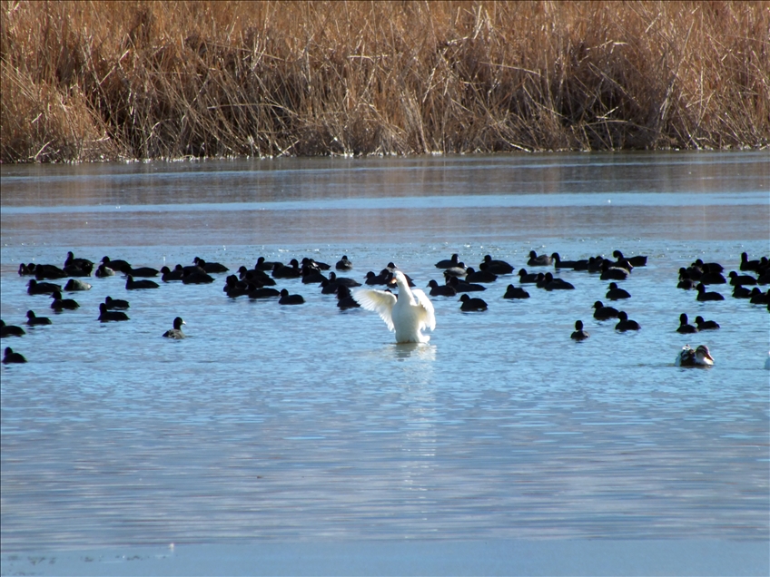 Sivas'ta Ulaş Gölü'nün yüzeyi buz tuttu