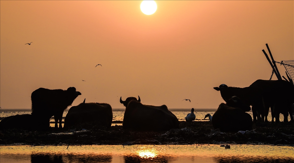 Mesopotamian Marshes