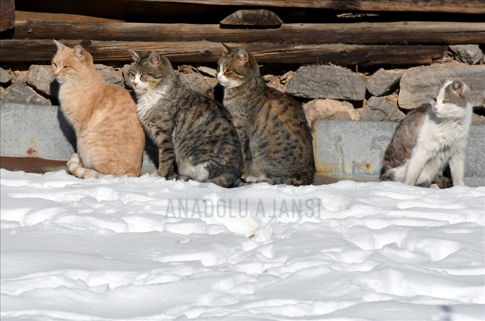 Kars'ta soğuk hava