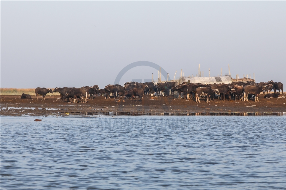 Mesopotamian Marshes