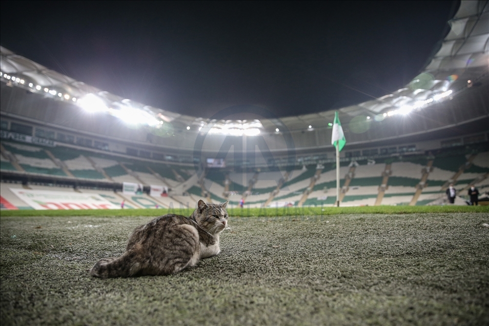 A cat take the pitch during TFF 1. League soccer match in Turkey's Bursa
