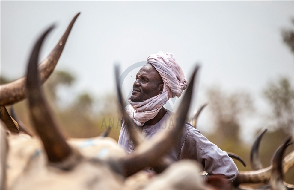 Vida cotidiana de los pastores fulani en la República Centroafricana