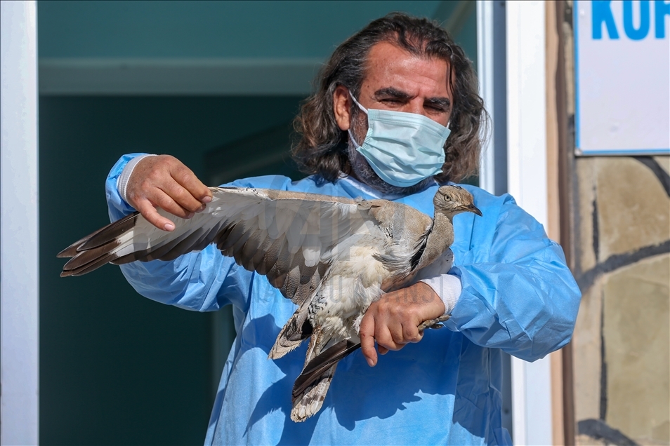 Türkiye'de bir asırda sadece iki kez görülen "yakalı toy" tedaviye alındı