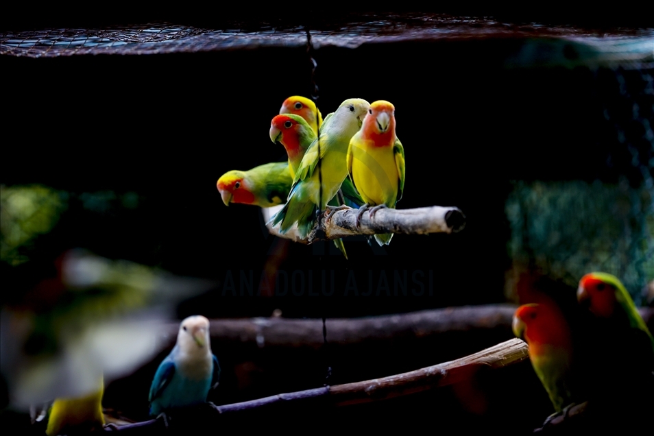 Papagajtë, mysafirët shumëngjyrësh të Kopshtit Zoologjik në Antalya
