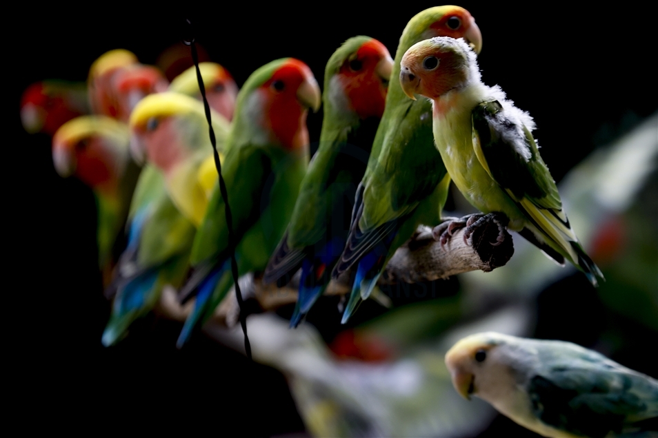 Loros, papagayos y otras aves exhiben sus majestuosos colores en el zoológico de Antalya, Turquía