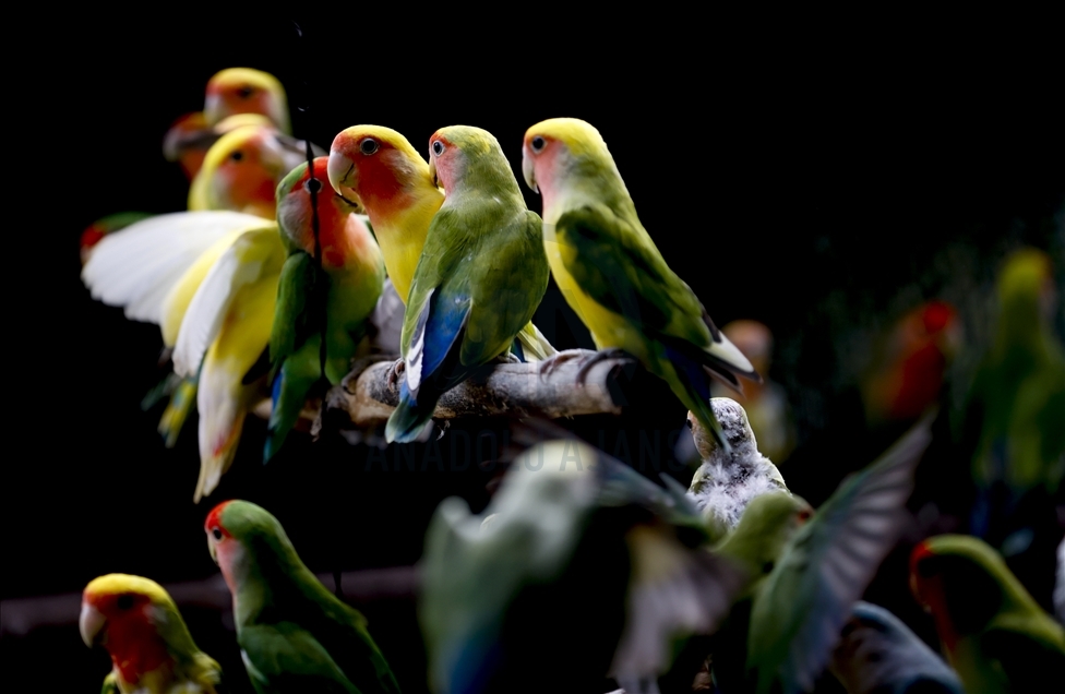 Papagajtë, mysafirët shumëngjyrësh të Kopshtit Zoologjik në Antalya
