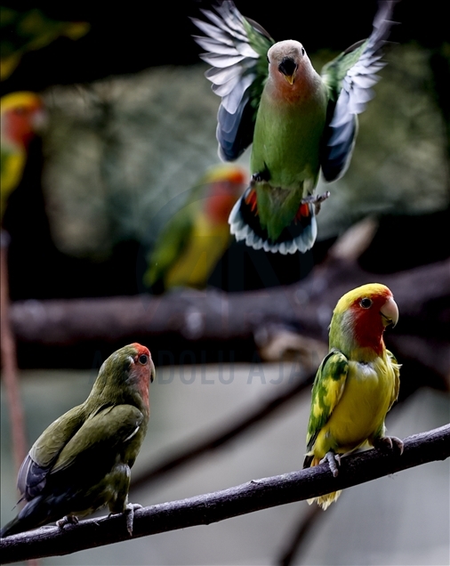 Papagajtë, mysafirët shumëngjyrësh të Kopshtit Zoologjik në Antalya