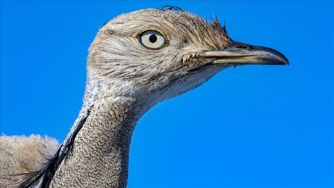 Türkiye'de bir asırda sadece iki kez görülen "yakalı toy" tedaviye alındı