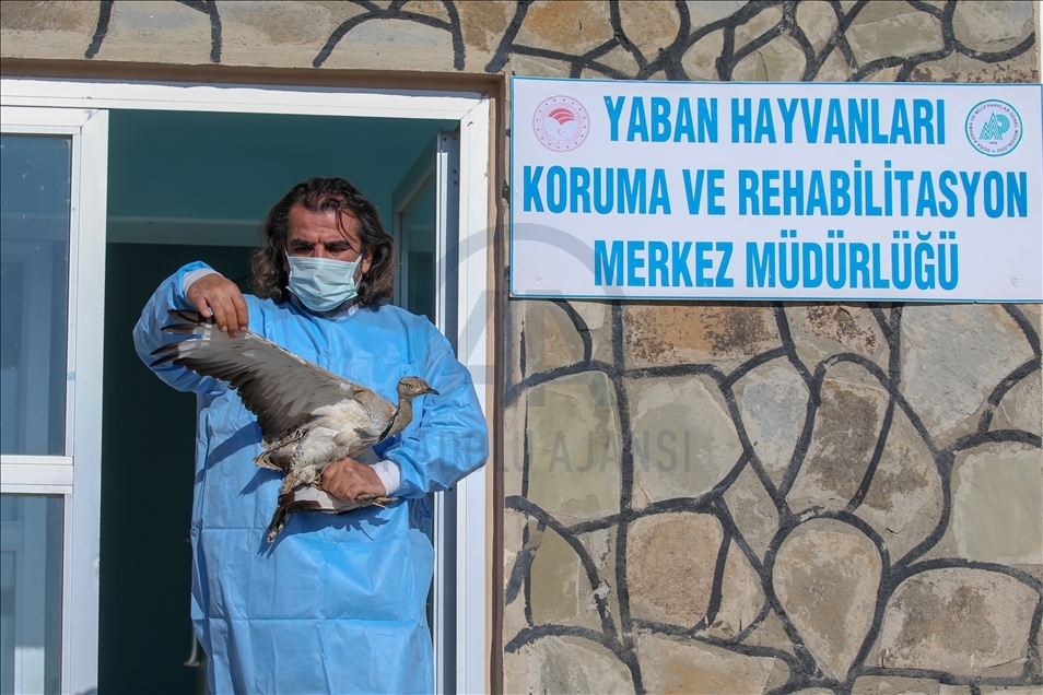 Türkiye'de bir asırda sadece iki kez görülen "yakalı toy" tedaviye alındı