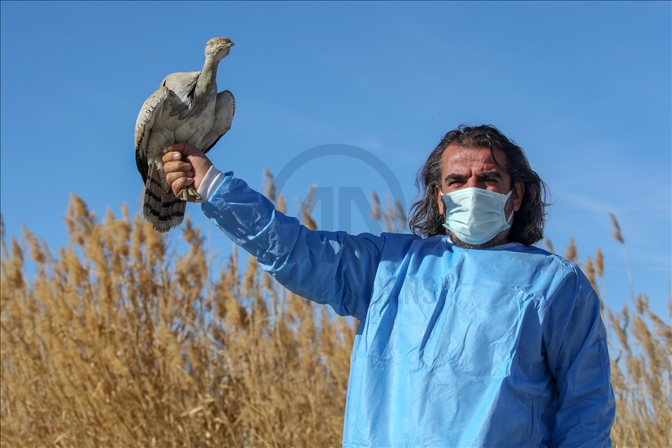 Türkiye'de bir asırda sadece iki kez görülen "yakalı toy" tedaviye alındı