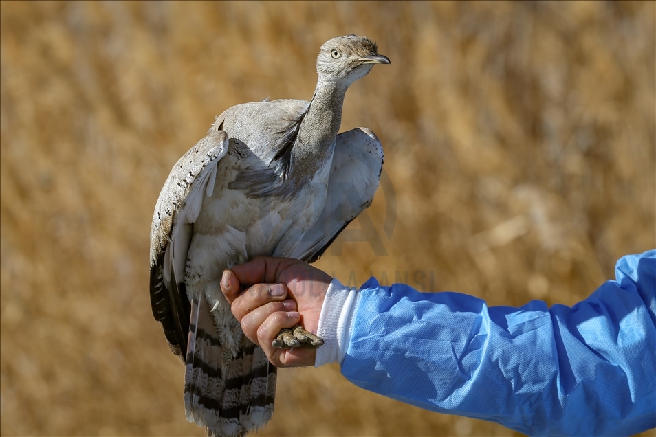 Türkiye'de bir asırda sadece iki kez görülen "yakalı toy" tedaviye alındı