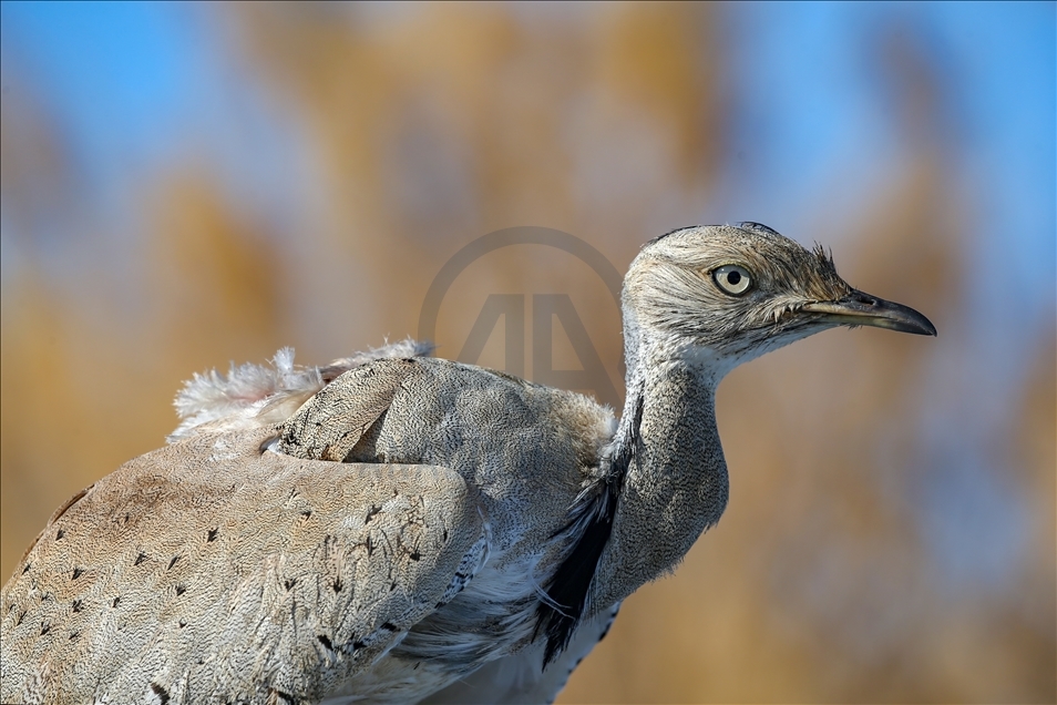 Türkiye'de bir asırda sadece iki kez görülen "yakalı toy" tedaviye alındı