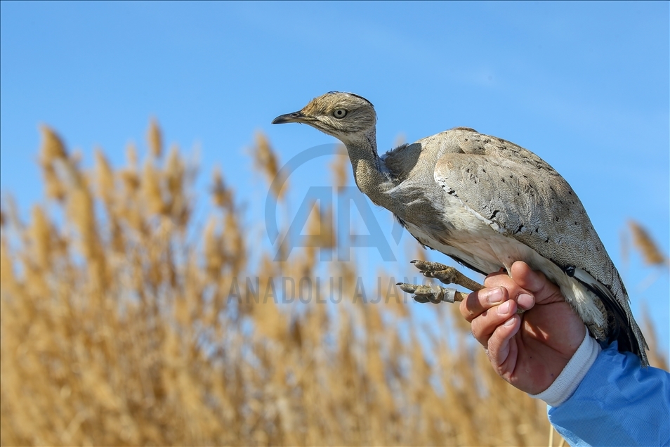 Türkiye'de bir asırda sadece iki kez görülen "yakalı toy" tedaviye alındı