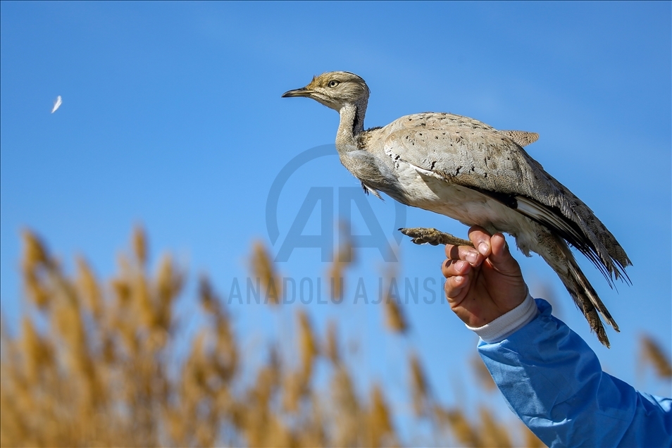 Türkiye'de bir asırda sadece iki kez görülen "yakalı toy" tedaviye alındı