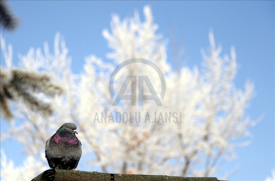 Helada blanca cubre los árboles en Ardahan, Turquía