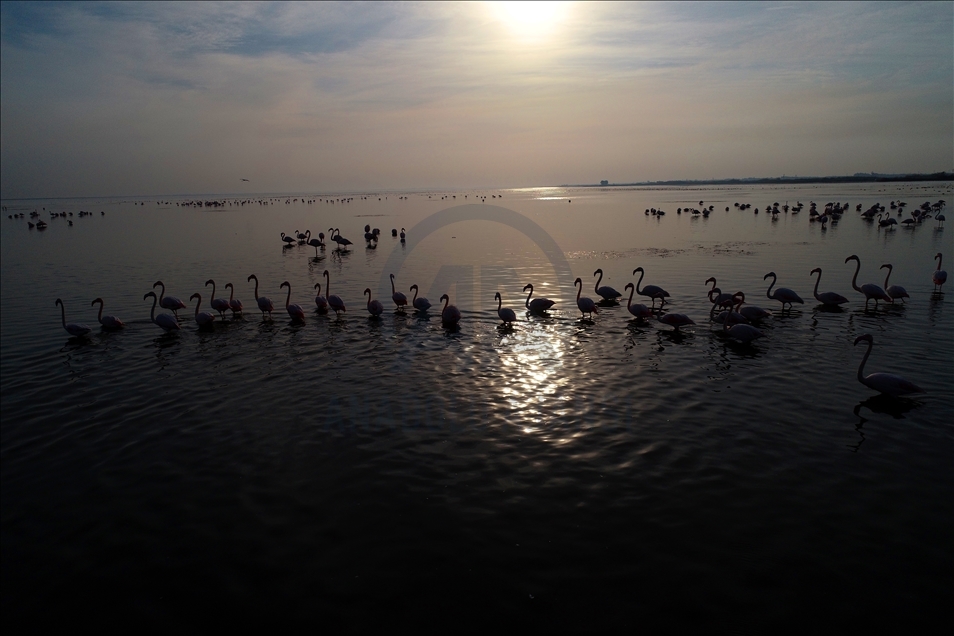 Season of flamingos in Akyatan Lagoon