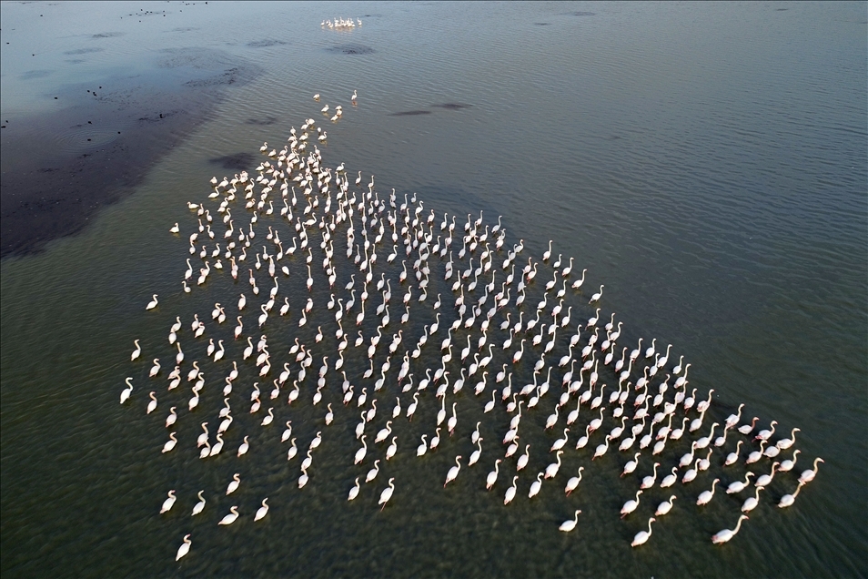 Flamingos of Akyatan Lagoon in Turkey's Adana