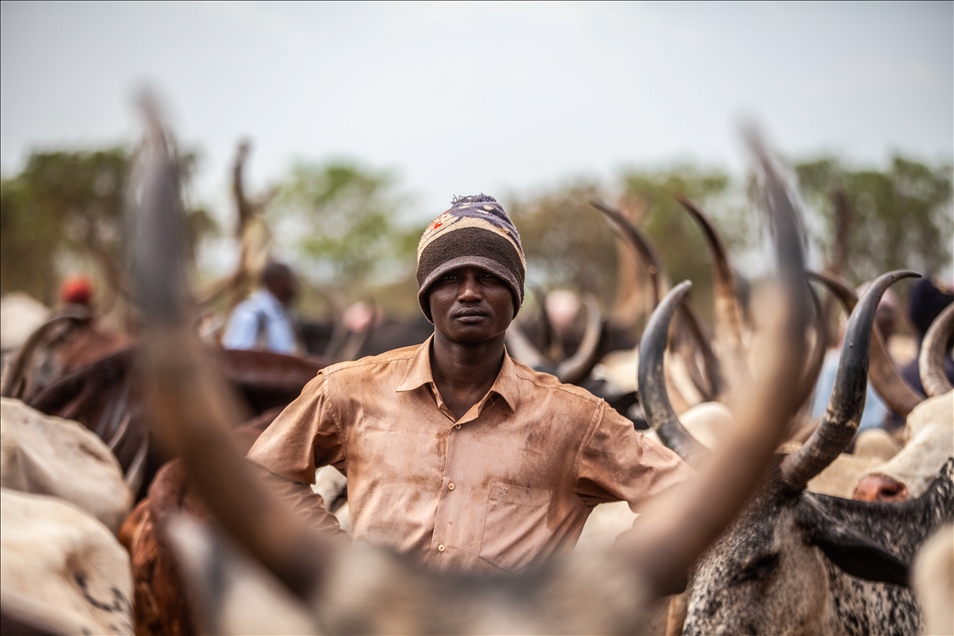 Orta Afrika Cumhuriyeti'ndeki Fulani kabilesi çobanları