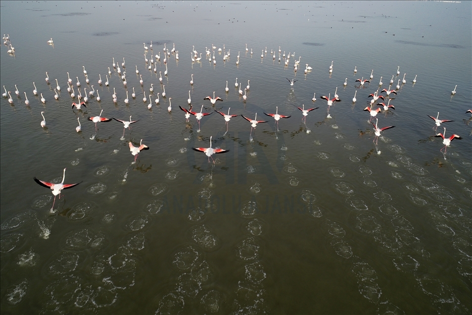 Season of flamingos in Akyatan Lagoon