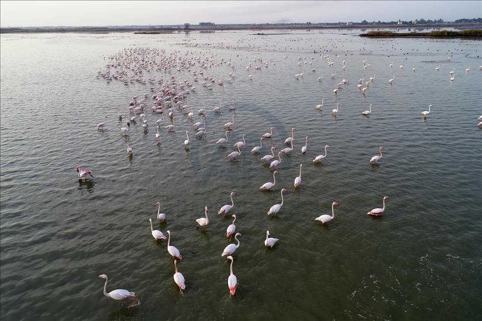 Flamingos of Akyatan Lagoon in Turkey's Adana