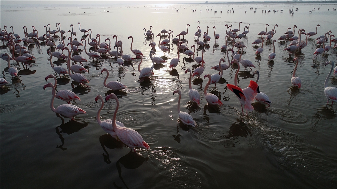 Season of flamingos in Akyatan Lagoon