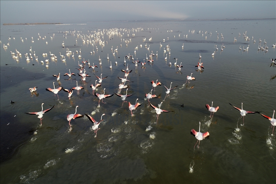 Flamingos of Akyatan Lagoon in Turkey's Adana