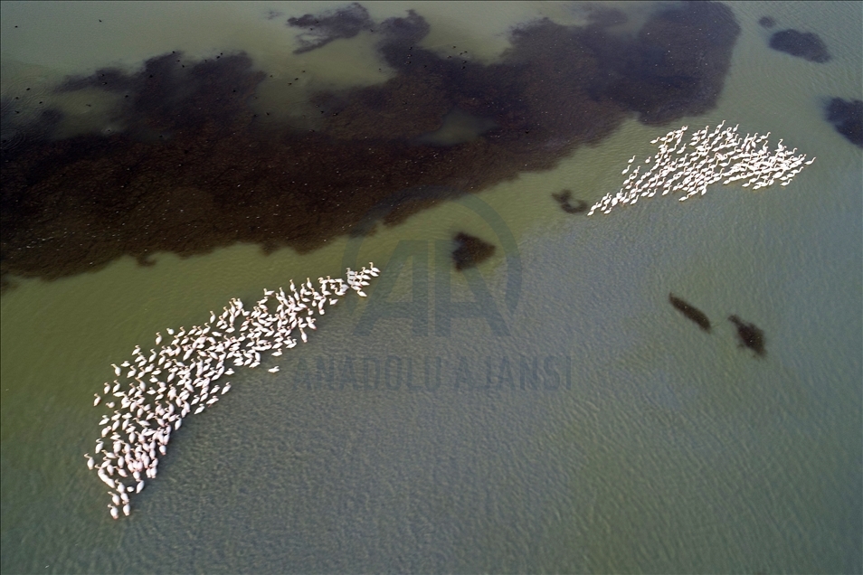 Flamingos of Akyatan Lagoon in Turkey's Adana