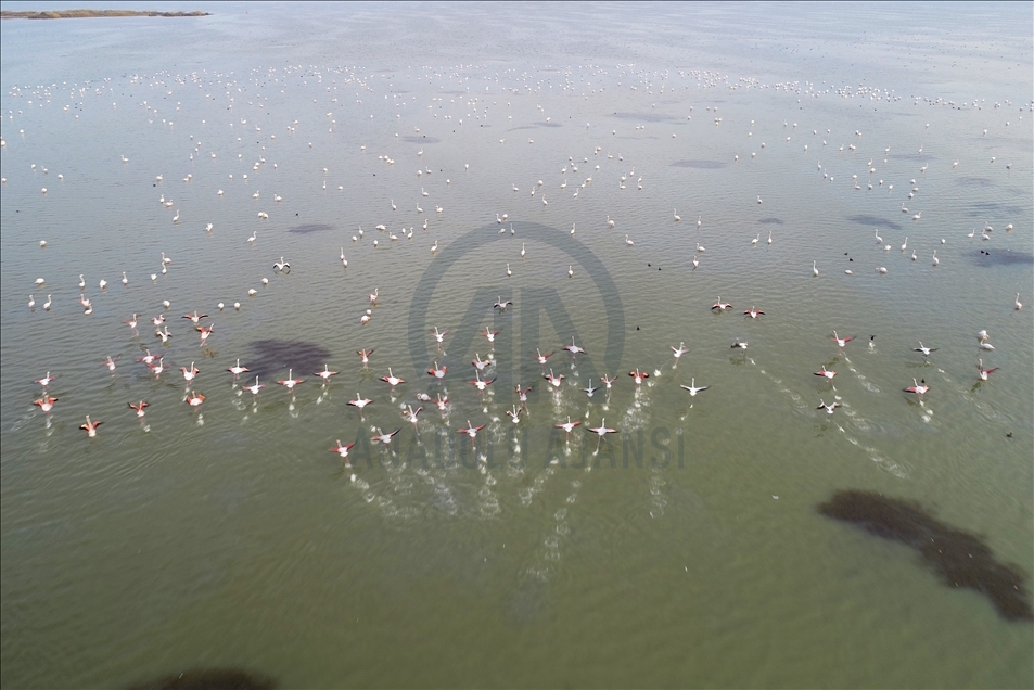 Flamingos of Akyatan Lagoon in Turkey's Adana