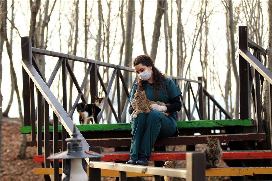 Turkey's "Cat Town" in Samsun
