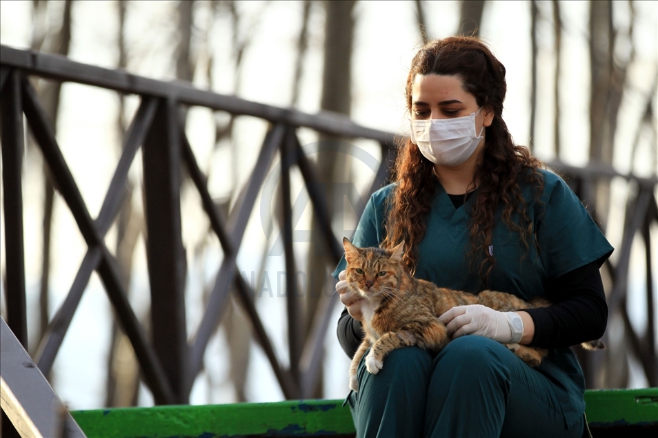 Turkey's "Cat Town" in Samsun