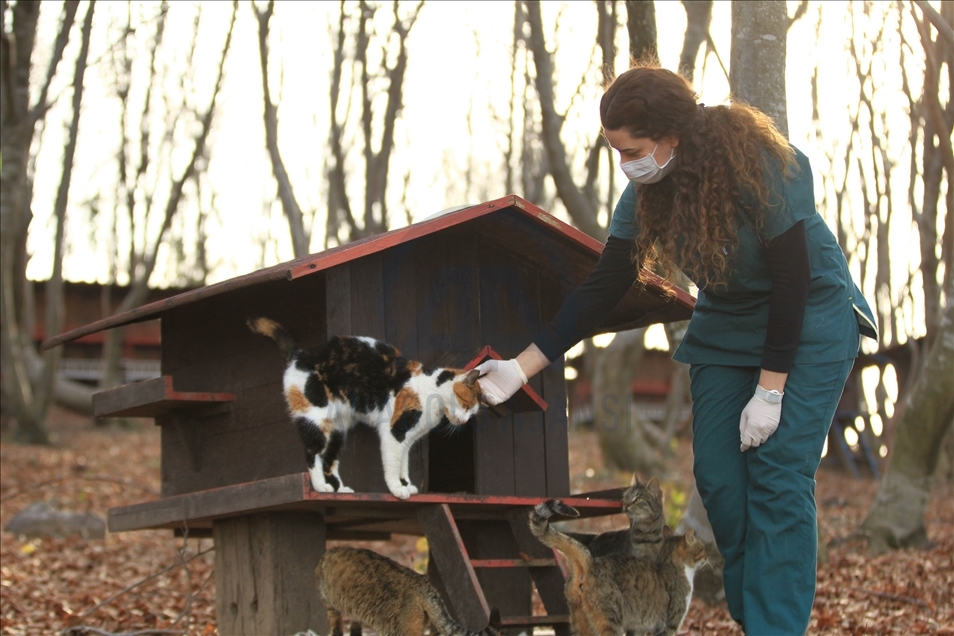 Turkey's "Cat Town" in Samsun
