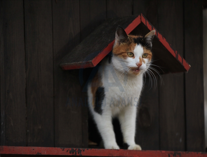 Turkey's "Cat Town" in Samsun