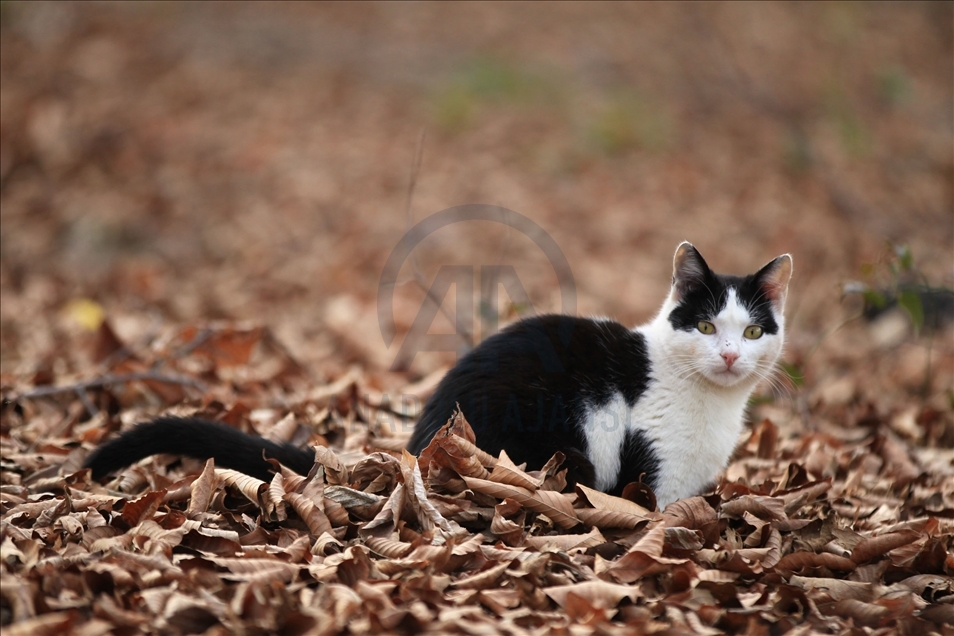 Turkey's "Cat Town" in Samsun
