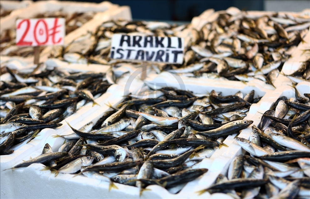 Karadenizli balıkçılar hamsi avının kısmi olarak durdurulmasından memnun