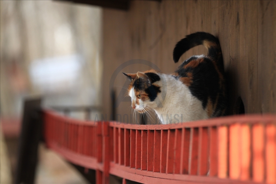 Turkey's "Cat Town" in Samsun
