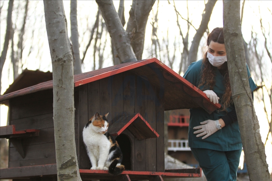 Turkey's "Cat Town" in Samsun