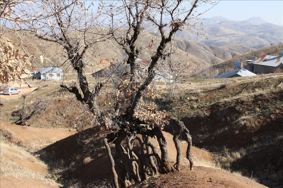 Li Erganiyê koka daran yên ku derkerine li ser rûyê erdê balê dikşîni