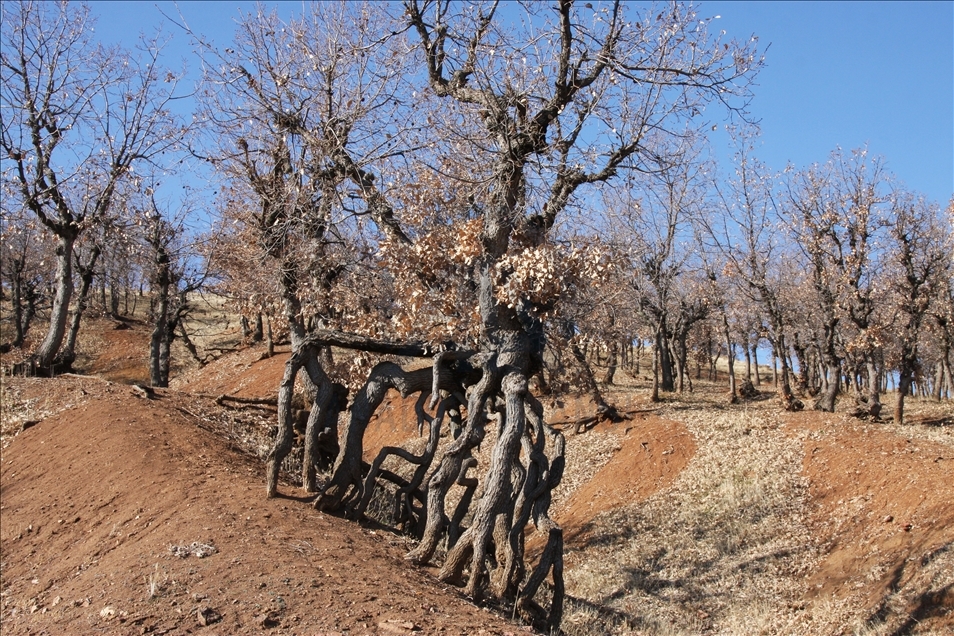 Li Erganiyê koka daran yên ku derkerine li ser rûyê erdê balê dikşîni