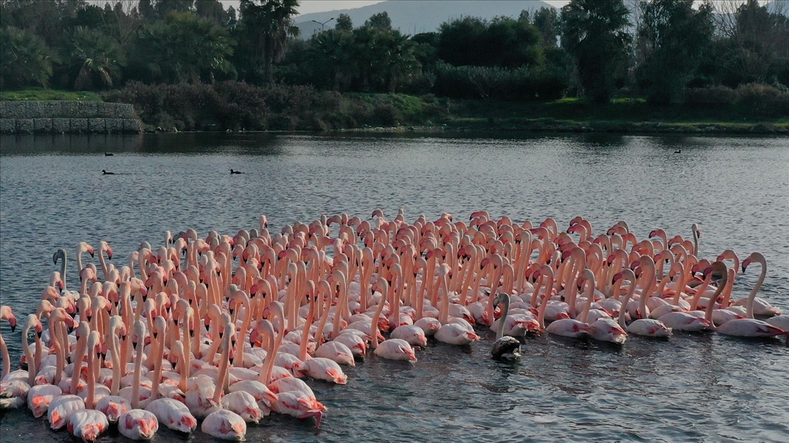 İzmir'de flamingolar körfezi şenlendiriyor