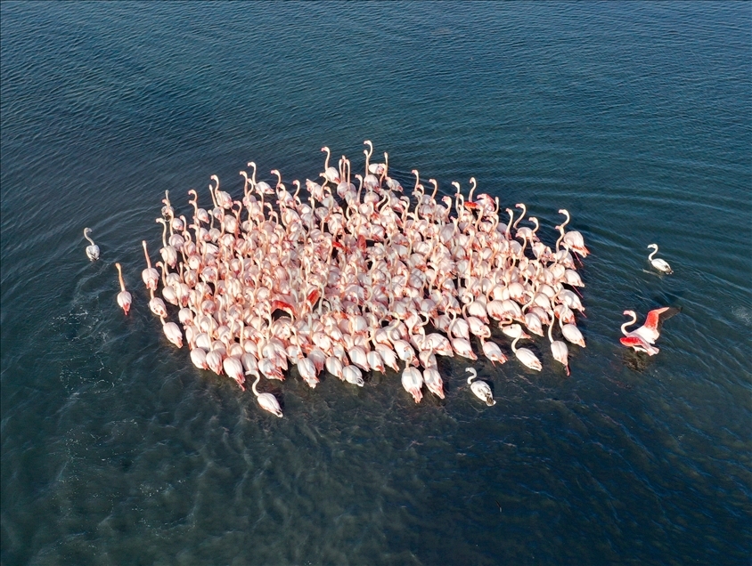 İzmir'de flamingolar körfezi şenlendiriyor