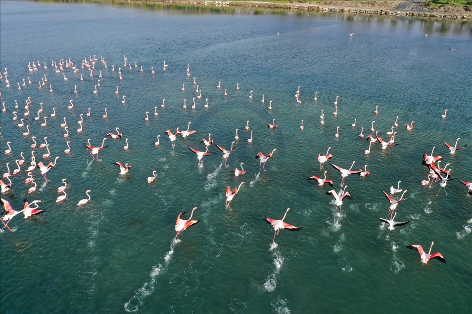 İzmir'de flamingolar körfezi şenlendiriyor