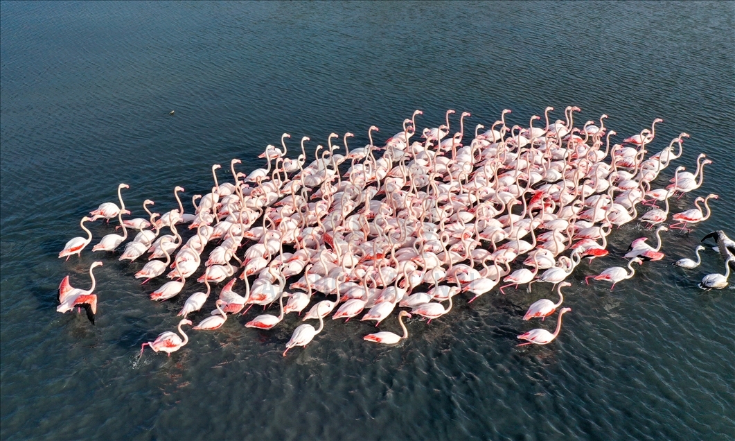 İzmir'de flamingolar körfezi şenlendiriyor