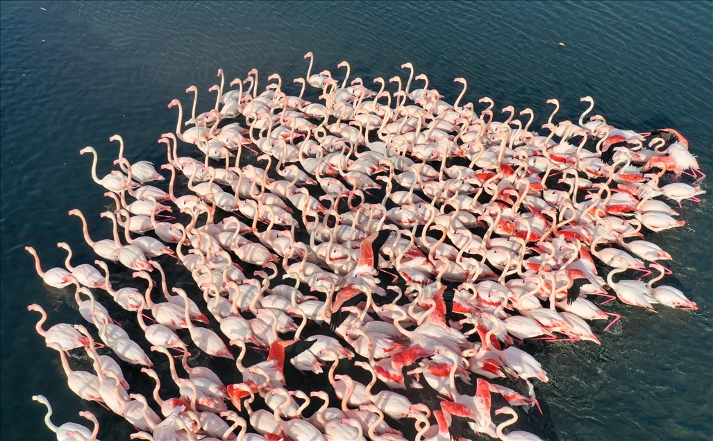 İzmir'de flamingolar körfezi şenlendiriyor