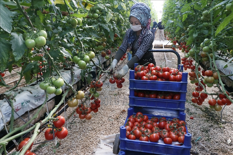 تركيا.. صادرات الطماطم ترتفع 3 بالمئة خلال 2020